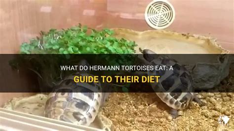 hermes and tortoise|what do hermann tortoises eat.